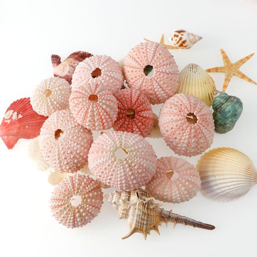 2/4/6pcs Natural Sea Urchins Pink Dream Sea Urchin Shell Design Conch Beach Wedding Decoration Coastal Home Decoration 3.5-5cm
